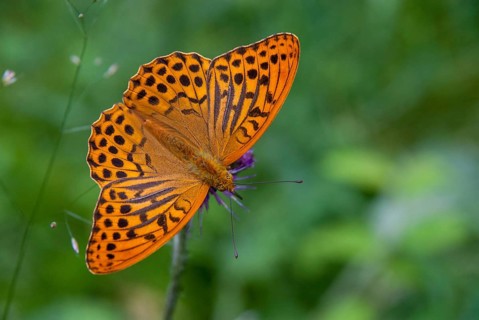 Argynnis Paphia, Kaisermantel, Silver-Washed Fritillary, Butterfly, Insects, Butterfly,