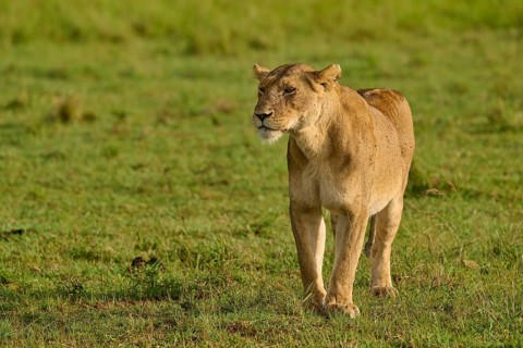 A lioness strides calmly across the savannah meadow, lion (Panthera leo), Masai Mara National