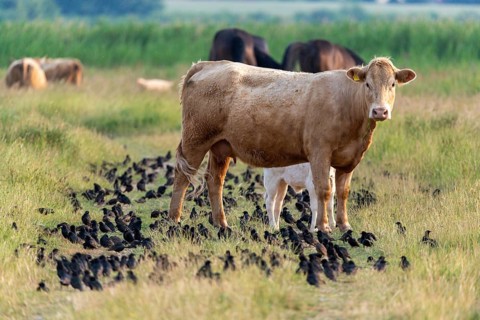Artiodactyla, bos primigenius taurus, cattle, even-toed ungulate, Germany, large Schwerin, domestic