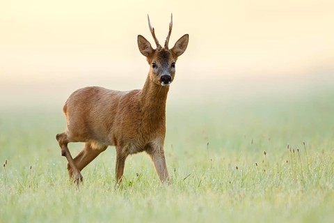 European roe deer (Capreolus capreolus), a roebuck standing in a meadow, North Rhine-Westphalia,