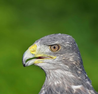 Andean buzzard or blue buzzard (Geranoaetus melanoleucus), animal portrait, head portrait, captive,