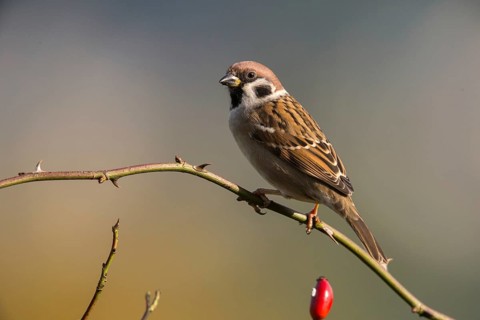 Tree Sparrow, Passer Montanus, Sparrow, Tree Sparrow, Birds, Passeri, Songbirds, Sparrow, Sparrow,