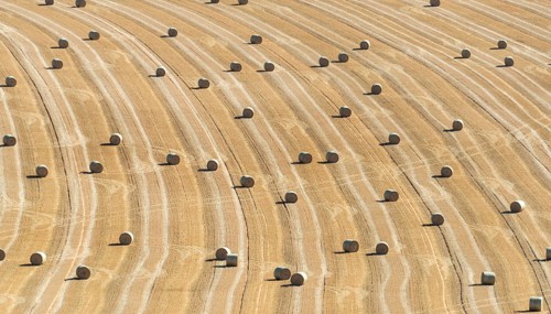 Golden hay bales resting in Limagne plain. Puy de Dome. Auvergne Rhone Alpes. France