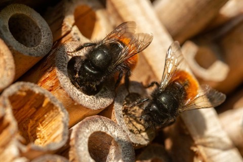 Apidae, bees, horned mason bee, hymenoptera, hornfaced bee, hymenoptera, insect house, insect nest