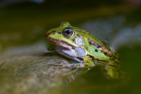 Common water frog, edible frog, pelophylax esculentus, pelophylax cl. esculentus, rana kl.