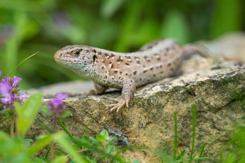 Lacerta agilis, sand lizard, critters, lizards, lizards, lizards, lizards, reptilia, reptiles,