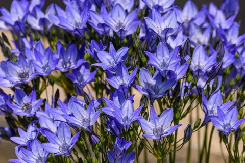 Ithuriel's spear, (Triteleia laxa), a perennial flowering wildflower in the lily family, Vancouver,