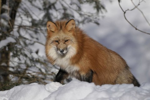 Red fox looking for food in the snow, Sauerland North Rhine-Westphalia, January 2009