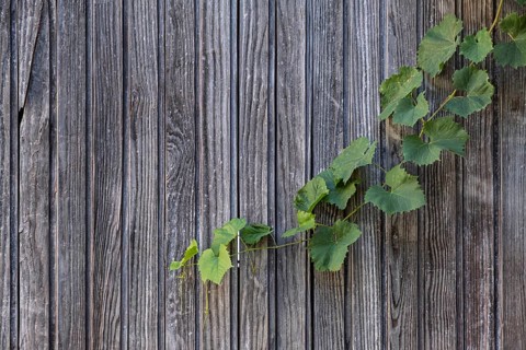 Vineyard on a wooden wall, Palatinate, Rhineland-Palatinate, Germany