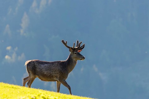 A red deer stag (Cervus elaphus) with its velvet antlers runs on a sunny morning across a green