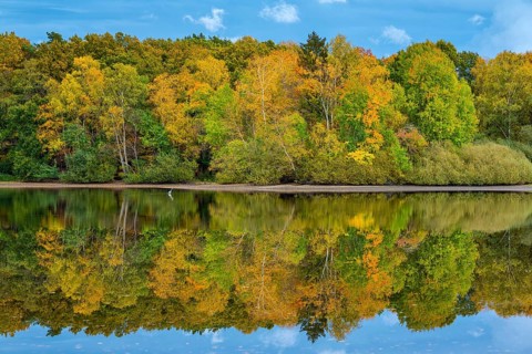 Autumn landscape at the Ahlhorn fish ponds, forest, Ahlhorn, Lower Saxony, Germany
