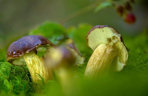 Bay bolete, blue mushroom, boletus badius, brown bonnet, browncap, grass mushroom, Imleria Badia,