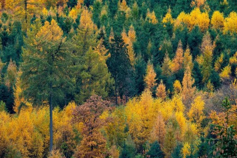 Mixed autumn forest, aerial view, Melle, Lower Saxony, Germany