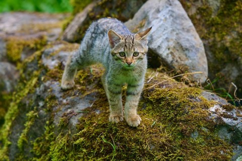 A young kitten stands on moss-covered stones and looks intently, young European wildcat (Felis