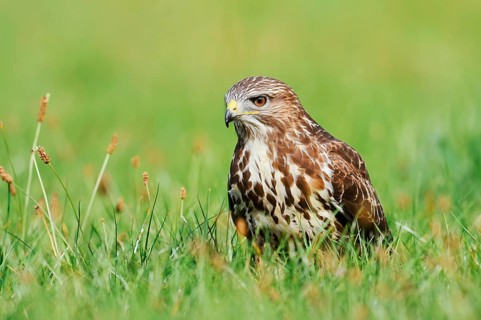 Common buzzard (Buteo buteo) in a meadow, North Rhine-Westphalia, Germany