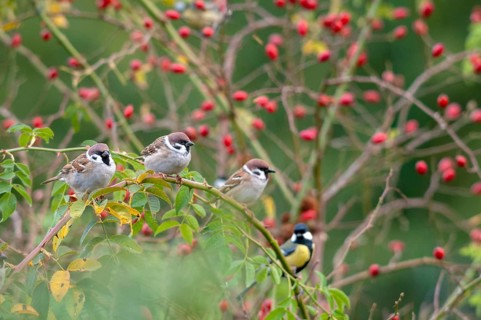 Tree sparrow, dog rose, Passer Montanus, pink canina, rosaceae, rose family, sparrow, autumn,