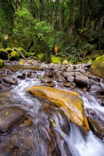 Mhlwazini River flows through thick forest, original mountain forest, Rainbow Gorge,