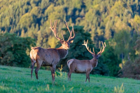Two Altai maral stags (Cervus canadensis sibiricus) stand in a green meadow in the first light of