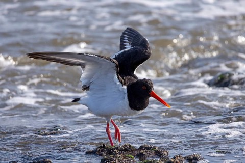 Oystercatcher (Haematopus ostralegus), Weststrand, Norderney, East Frisia, Lower Saxony, Germany