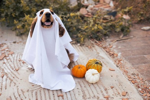 A joyful dog sits on a rustic surface, playfully wearing a white sheet that resembles a ghost.