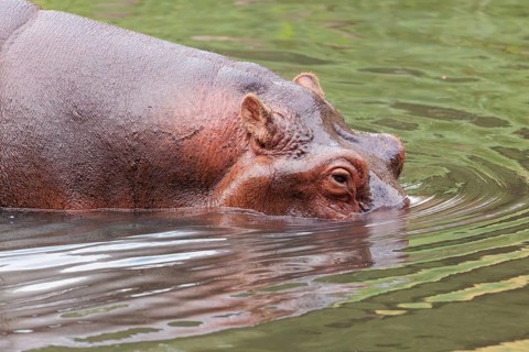 Portrait of a fully grown hippopotamus (Hippopotamus amphibius) standing in shallow water.