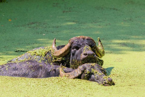 Two water buffalo (Bubalus bubalis) are swimming in a pond covered with duckweed (Lemnoideae).