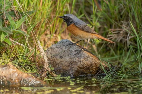 The brightly coloured common redshank (Phoenicurus phoenicurus) is standing on a rock near the