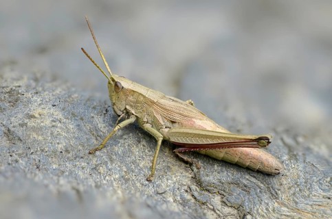 Acrididae, caelifera, chrysochraon dispar, field locusts, gomphocerinae, grasshoppers, big gold