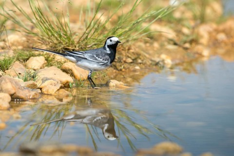 Wagtail, Motacilla Alba, White Wagtail, Bath, Bird Bath, Birds, Mirror, Passeri, Songbirds,