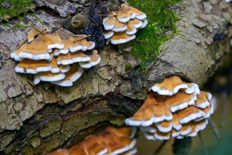 Cantharellus crispus, curly vein counting, Merulius fagineus, plicatura crispa, plicatura faginea,