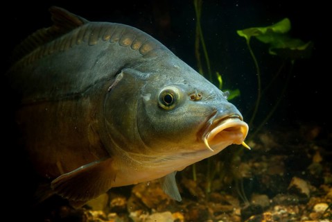 Carp, Cyprinus carpio, carp, fish, fishes, leather carp, pisces, mirror carp