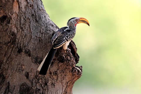 Red-ringed Hornbill (Tockus leucomelas), Southern Yellow-billed Hornbill, adult, male, at a nesting