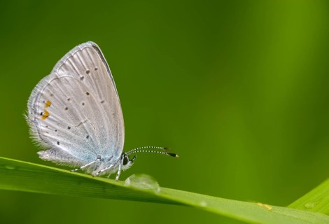 Cupid argiades, short-tailed blue, butterfly, insects, butterflies, short-tailed blue, butterflies,