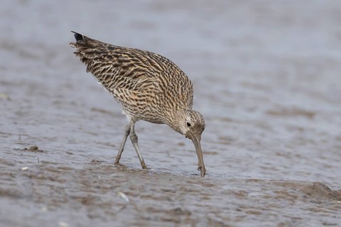 Eurasian curlew (Numenius arquata) adult wading bird feeding on a coastal mudflat, England, United