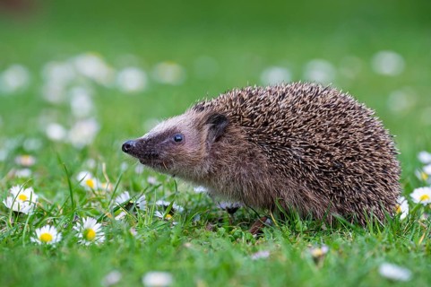 Cute hedgehog, brown-breasted hedgehog (Erinaceus europaeus) in the garden, Vechta, Lower Saxony,