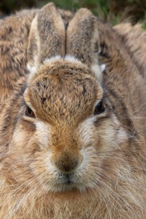 European brown hare (Lepus europaeus) adult animal head portrait, England, United Kingdom