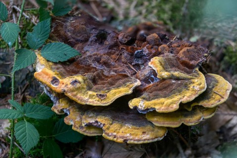Tree sponge relatives, brown porling, spruce brown porling, fomitopsidaceae, yellow brown porling,