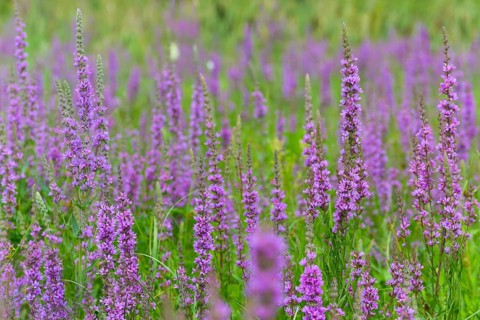 Blood willow, lythraceae, lythrum salicaria, willow plants, plants, plants, purple loosestrife,