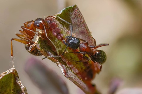 Ants, ant, brown-black wood ant, brown-black horse ant, Camponotus ligniperdus, chequered blue,
