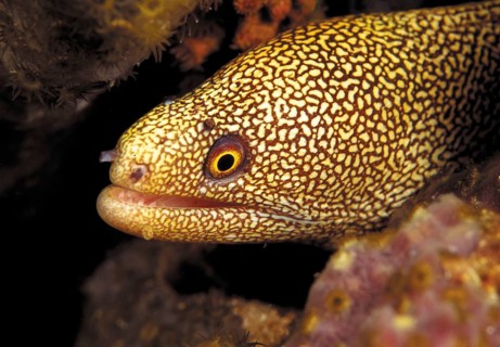 Rainbow moray, Caribbean, Central America