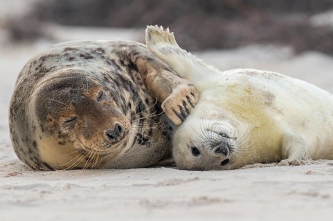 Grey seal (Halichoerus grypus), young seal with its mother, Nordesee, Heligoland,
