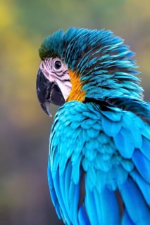 Young Yellow-breasted Macaw (Ara ararauna) in Jomtien, Thailand