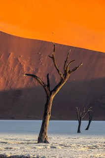 Dead camel thorn trees (Vachellia erioloba), red sand dunes, white salt pan, Dead Vlei, Sossusvlei,