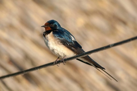 Hirundo rustica, house martin, swallow, birds, passeri, swallows, songbirds, songbirds, birds