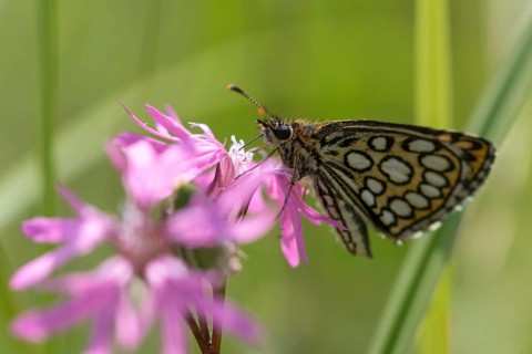 Hesperiidae, heteropterus morpheus, large chequered skipper, mirrorspot thighead, butterfly,