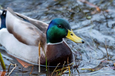 Anas platyrhynchos, mallard, mallard, anatidae, birds, ducks, ducks, ducks, drakes, male, birds,