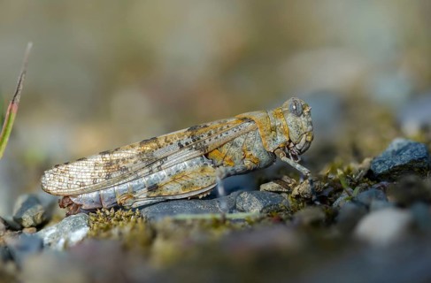 Blue-winged sandscare, caelifera, short-feeler, oedipodinae, slender blue-winged grasshopper,