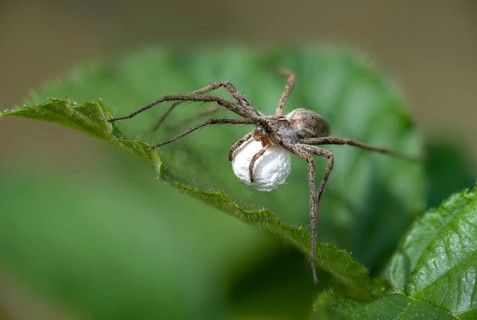 Araneomorphae, bridal gift spider, real web spiders, list spider, nursery web spider, pisaura
