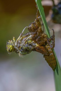 Broad-bodied chaser, libellula depressa, flatbelly, anisoptera, dragonflies, high size, portrait