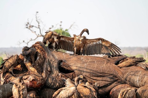 Many white-backed vultures (Gyps africanus), vultures feeding on the carcass of an elephant,